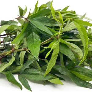 Sorrel leave (Gonggura Leave) 300g-400g