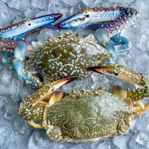 Flower Crab (280gm-300gm) pcs