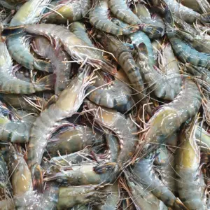 Grey Prawn 500g