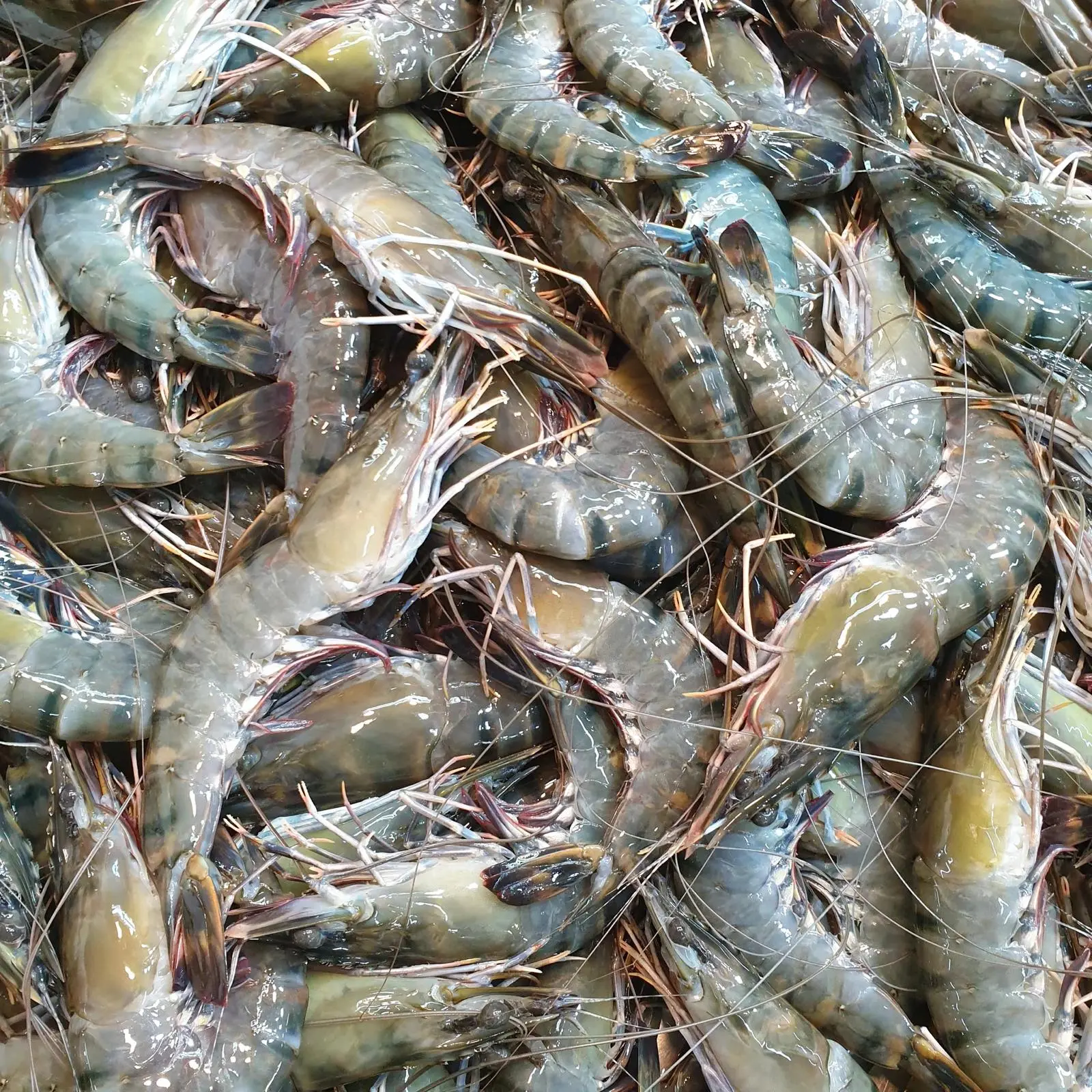 Grey Prawn 500g