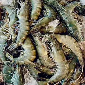 Tiger Prawn 500g