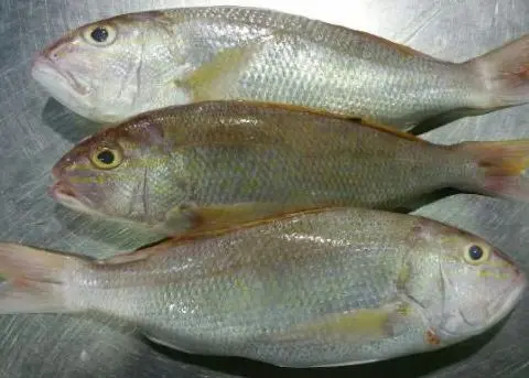 Angoli Fish Whole (1kg-1.2kg)