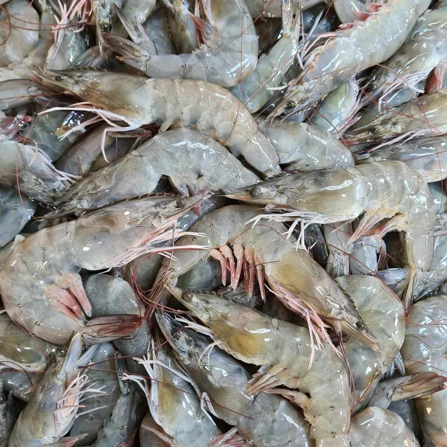 Grey Prawn 500g - Image 2