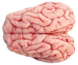 Mutton Brain (2pcs)