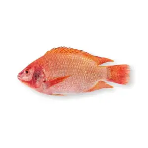 Fresh Red Tilapia Fish Small (450g-500g)