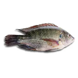 Fresh Black Tilapia Fish Small (450g-500g)