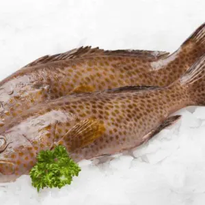 Grouper Fish (250g-300g)
